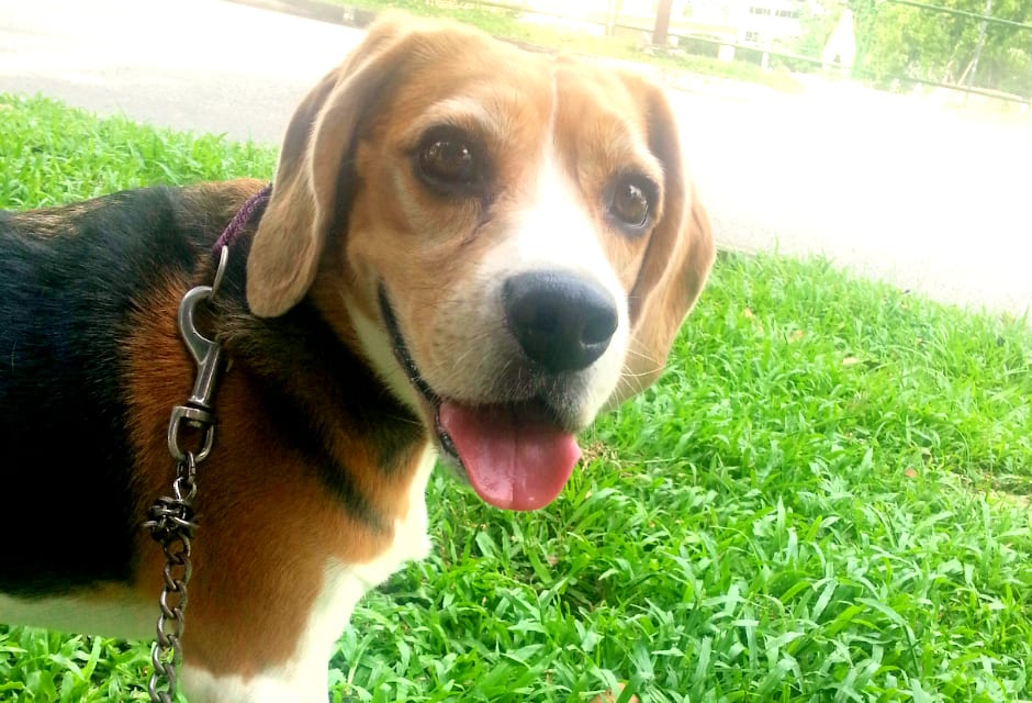 A beagle looking up during a walk