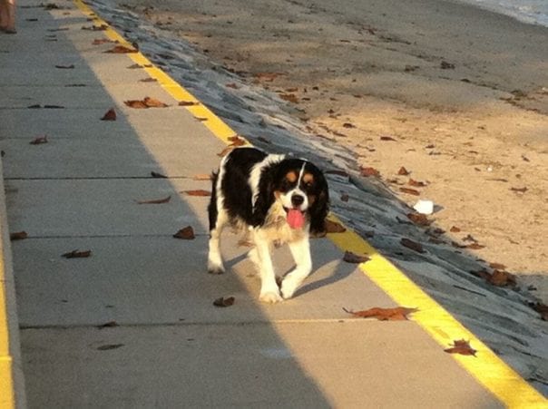 A cavalier spaniel walking on a lead along the beach path