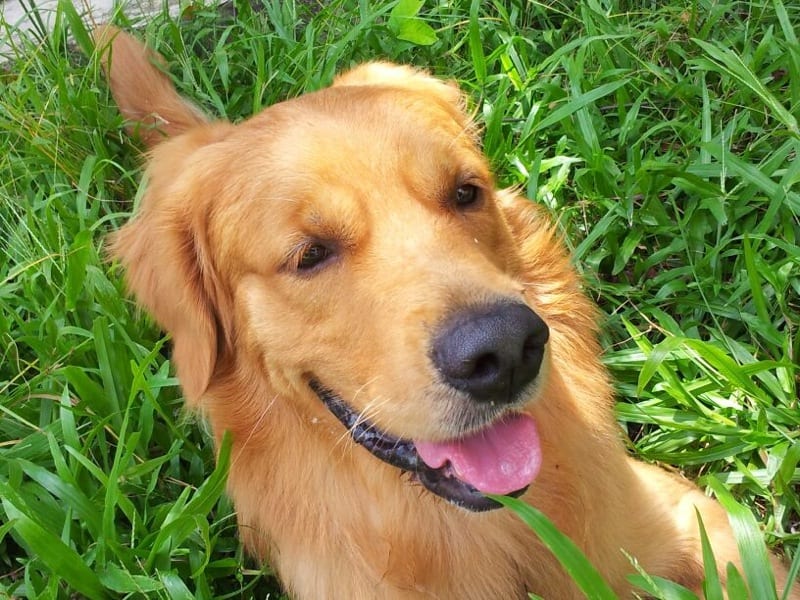 A happy golden retriever in the grass