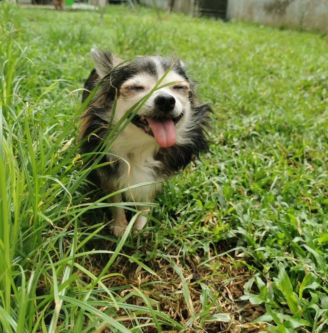 A dog grinning in the long grass