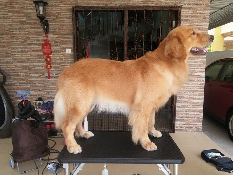 A golden retriever standing on the grooming table after a groom
