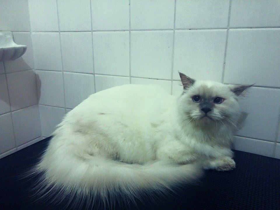 A white Persian cat resting
