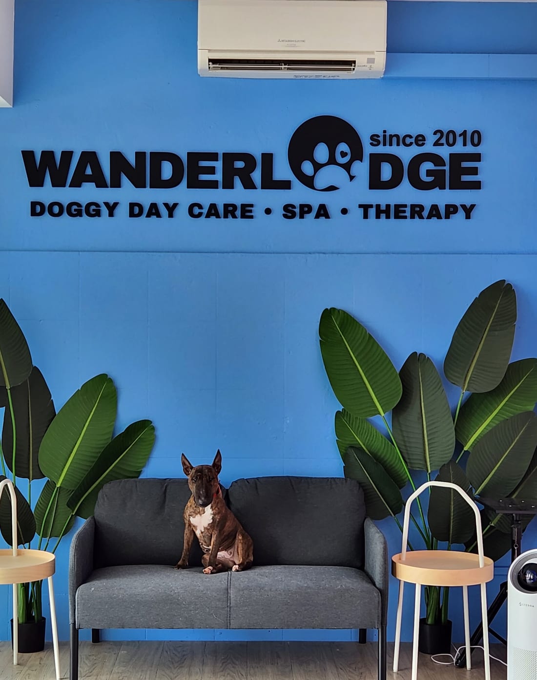 The Wanderlodge reception, a blue wall with the Wanderlodge sign and a dog sitting on the sofa