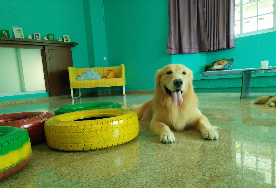 A golden retriever lying in the air conditioned play room