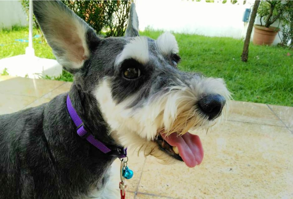 A schnauzer after a groom