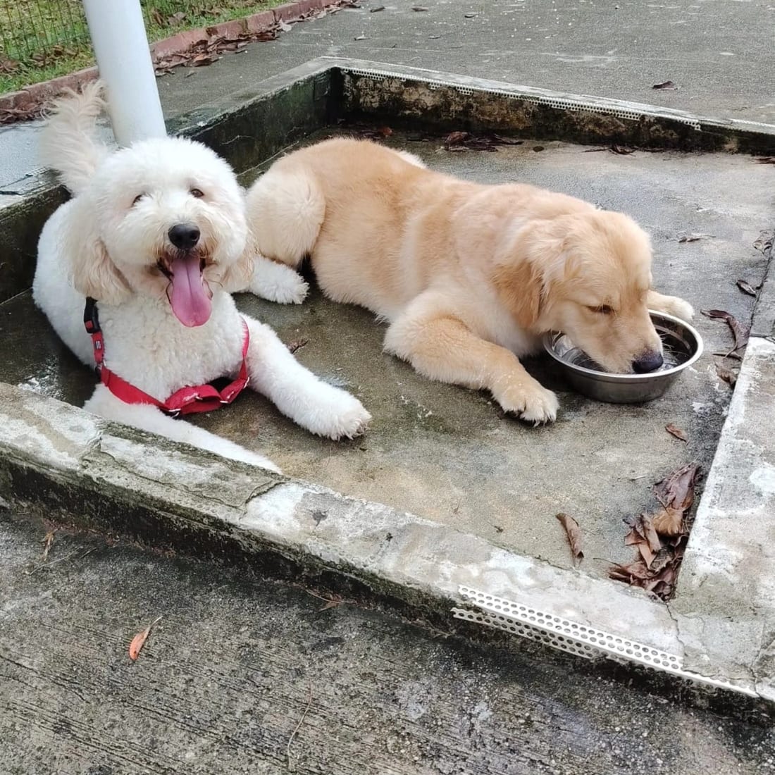 A poodle and a golden retriever puppy resting by a water bowl