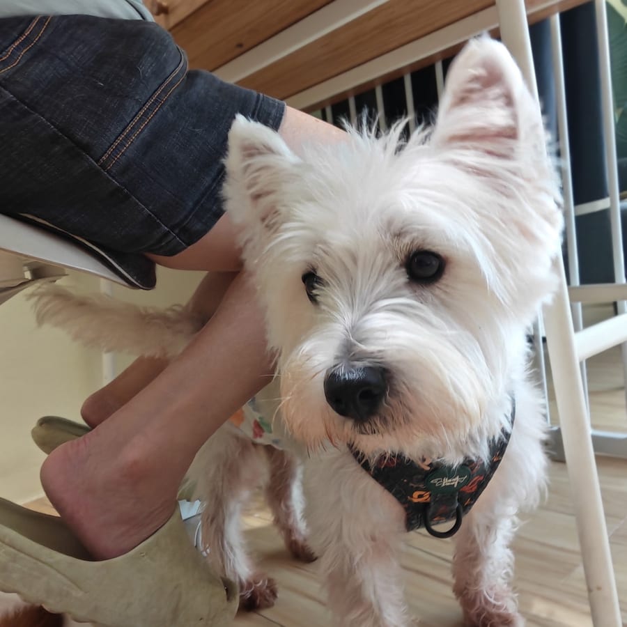 A West Highland terrier at the lodge